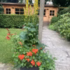 Duurzame Verbeterde Danish Oil | deCokerije - Afbeelding 2