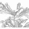 Duurzaam Fotobehang | Engraved Flowers | 389.6 x 280 cm | Kek Amsterdam | Peltenburg Natuurverf