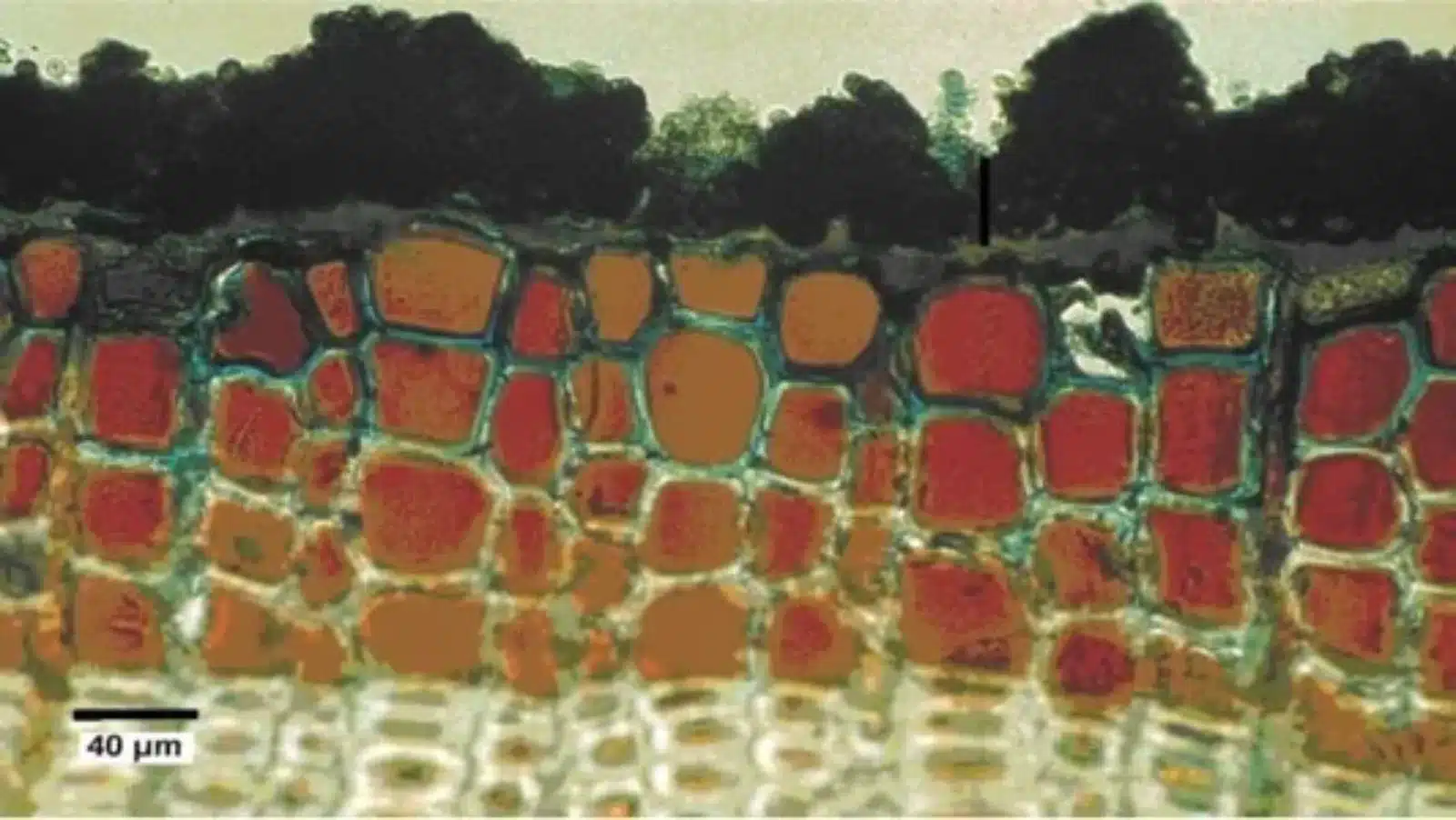 Fungi Force microscoop 1600x0 c default