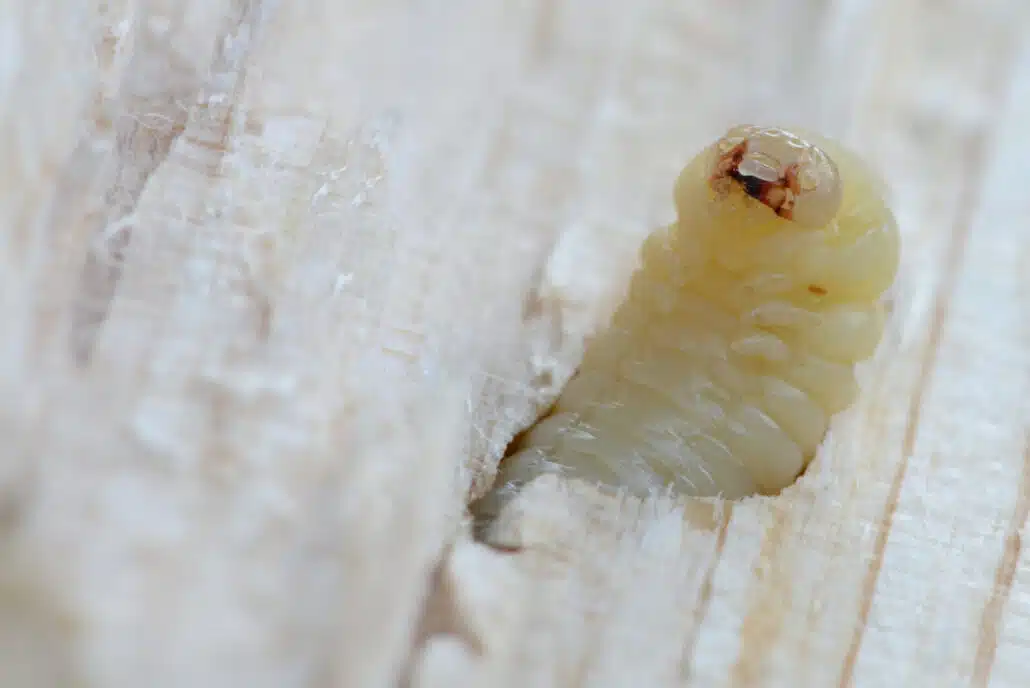 shutterstock 150469169 houtwormlarve scaled 1600x0 c default